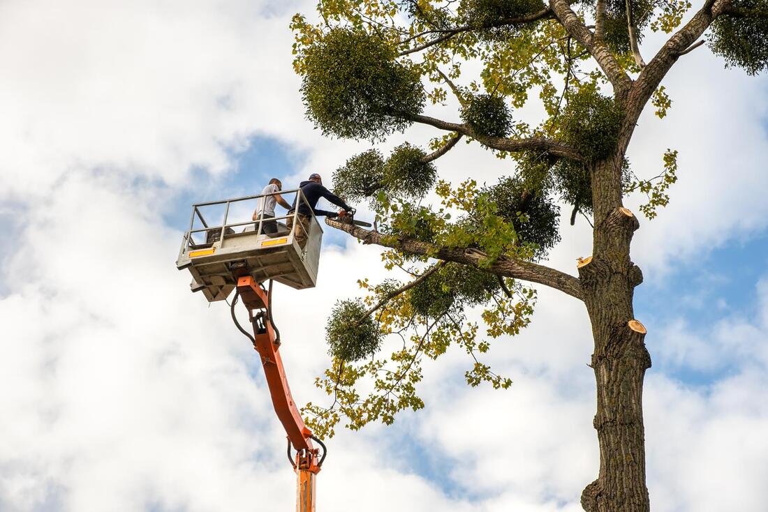 An image of Tree Removal in Florence-Graham CA