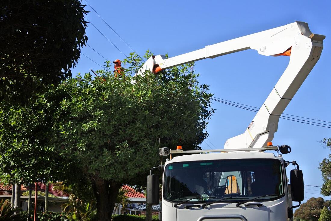 An image of Tree Trimming/Pruning in Florence-Graham CA