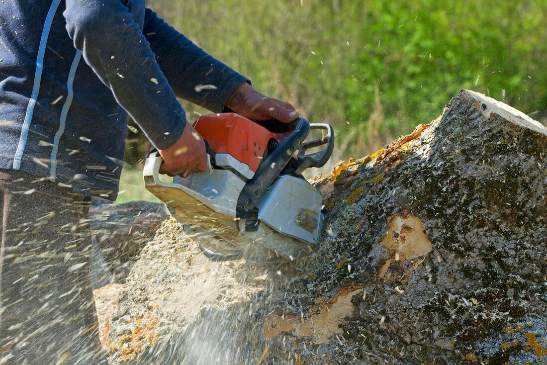 An image of Tree Services in Florence-Graham CA