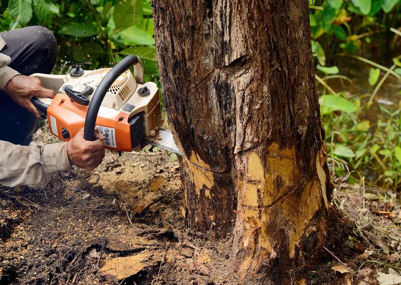An image of Tree Removal Services in Florence-Graham CA