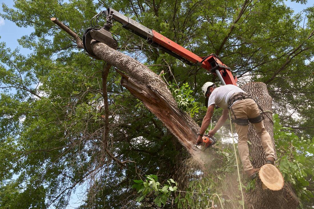 An image of Tree Removal Services in Florence-Graham CA