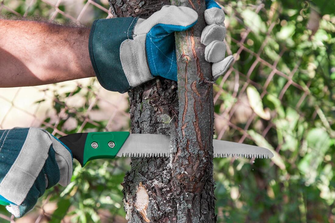 An image of Tree Trimming/Pruning Services in Florence-Graham CA
